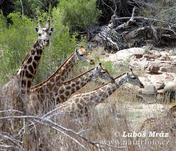 Giraffa camelopardalis giraffa