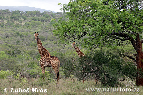 Giraffa camelopardalis giraffa