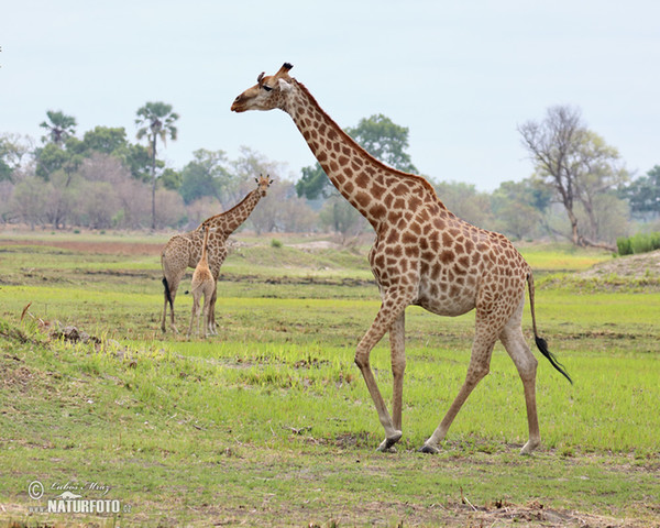 Giraffa camelopardalis giraffa