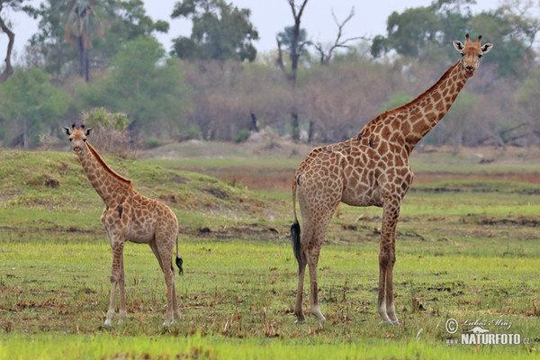 Giraffa camelopardalis giraffa