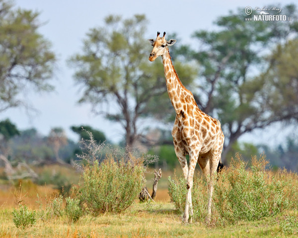 Giraffa camelopardalis giraffa