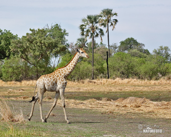 Giraffe (Giraffa camelopardalis giraffa)