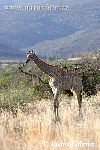 Giraffe dier