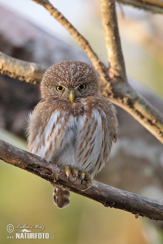 Glaucidium brasillianum