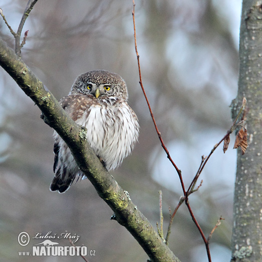 Glaucidium passerinum