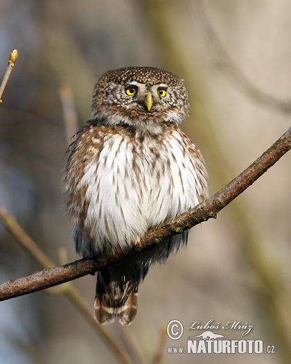 Glaucidium passerinum