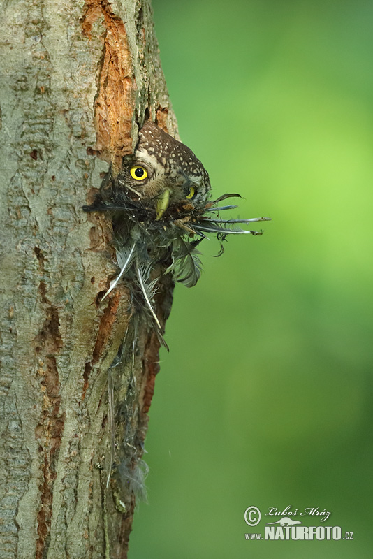 Glaucidium passerinum