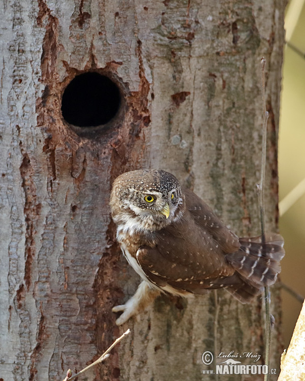 Glaucidium passerinum