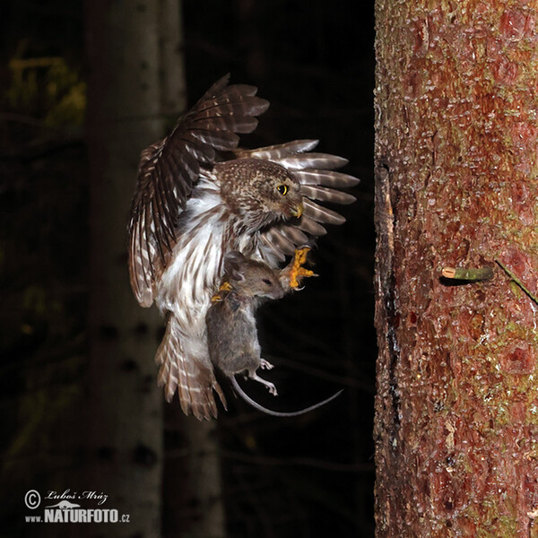 Glaucidium passerinum