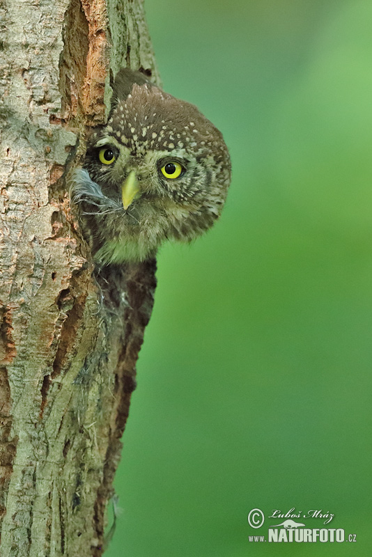 Glaucidium passerinum