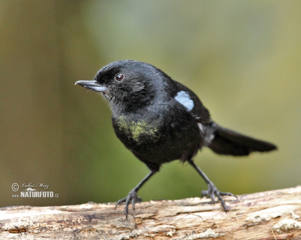 Glossy Flowerpiercer (Diglossa lafresnayii)