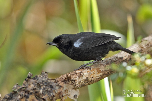Glossy Flowerpiercer (Diglossa lafresnayii)