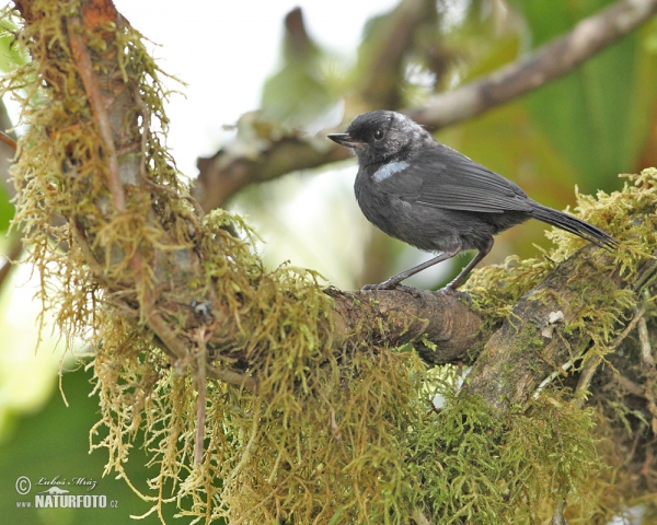 Glossy Flowerpiercer (Diglossa lafresnayii)