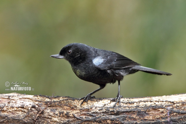 Glossy Flowerpiercer (Diglossa lafresnayii)