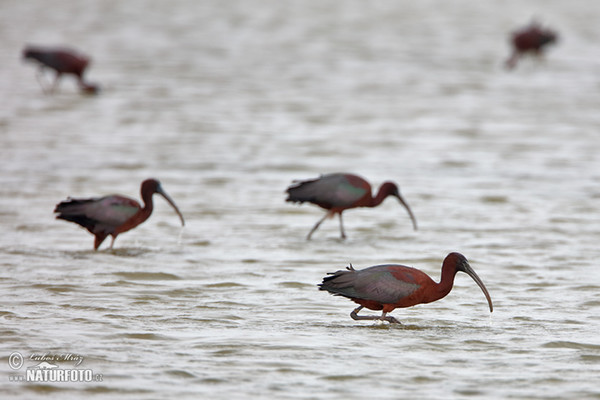 Glossy Ibis (Plegadis falcinellus)