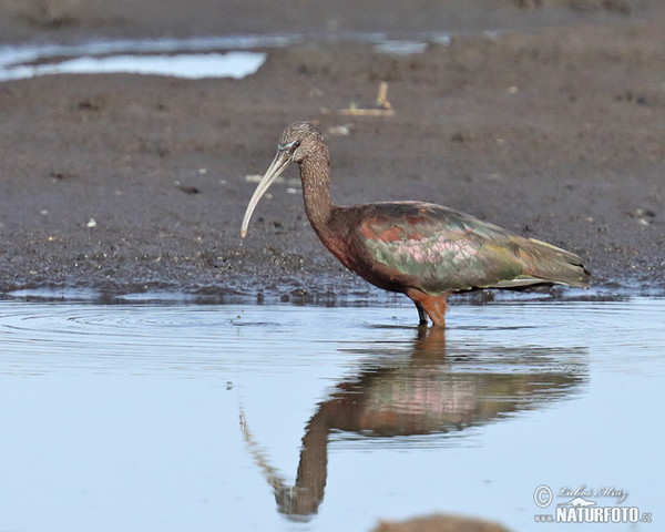 Glossy Ibis (Plegadis falcinellus)