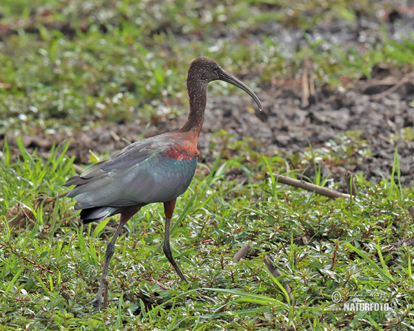 Glossy Ibis (Plegadis falcinellus)