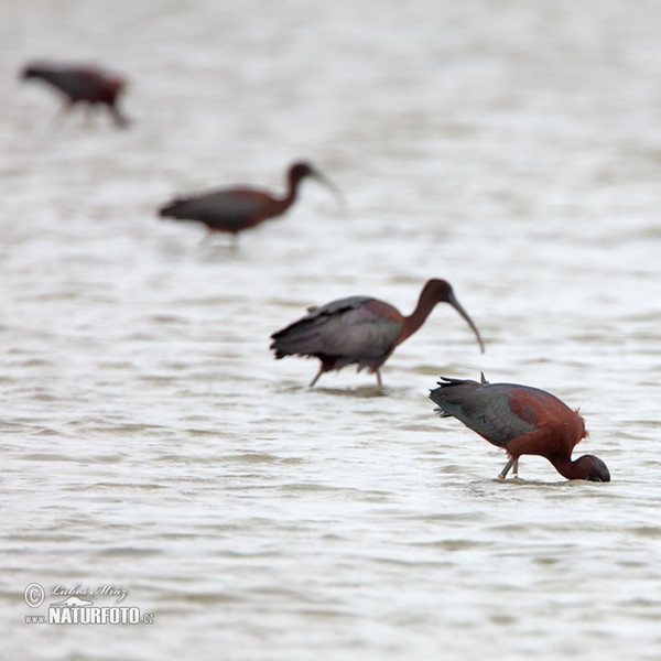 Glossy Ibis (Plegadis falcinellus)