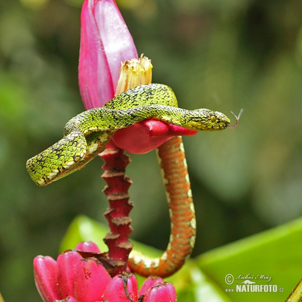 Gold eyelash Viper (Bothriechis schlegelii)