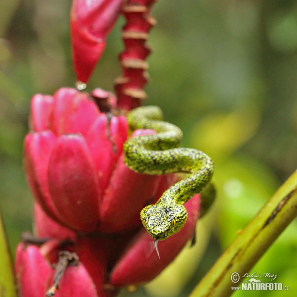 Gold eyelash Viper (Bothriechis schlegelii)