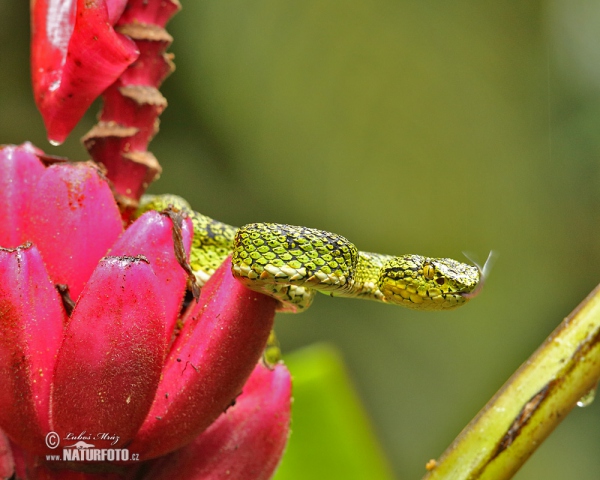 Gold eyelash Viper (Bothriechis schlegelii)