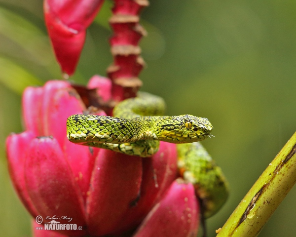 Gold eyelash Viper (Bothriechis schlegelii)