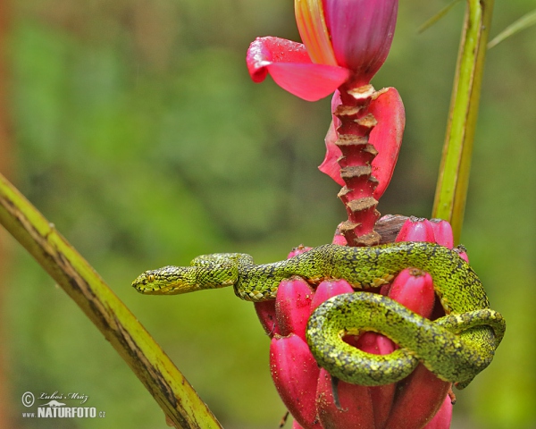 Gold eyelash Viper (Bothriechis schlegelii)