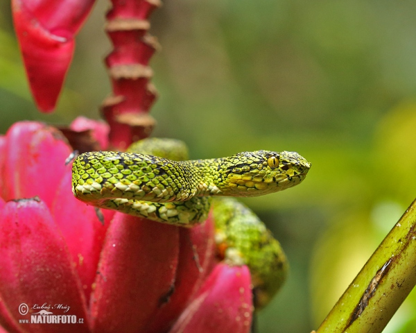 Gold eyelash Viper (Bothriechis schlegelii)