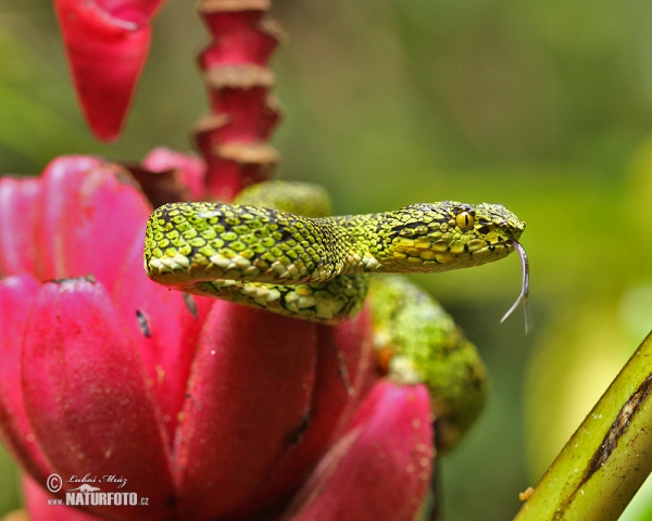 Gold eyelash Viper (Bothriechis schlegelii)