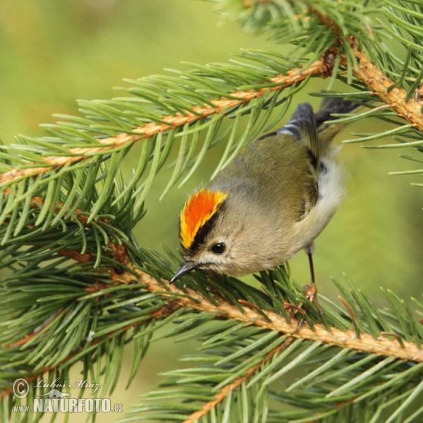 Goldcrest (Regulus regulus)