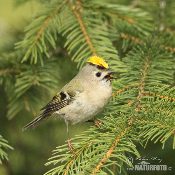 Goldcrest (Regulus regulus)