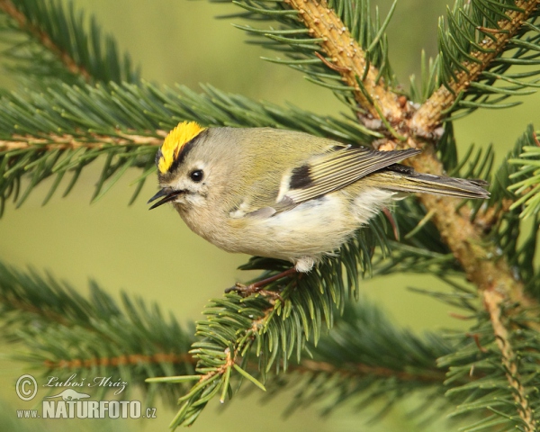 Goldcrest (Regulus regulus)