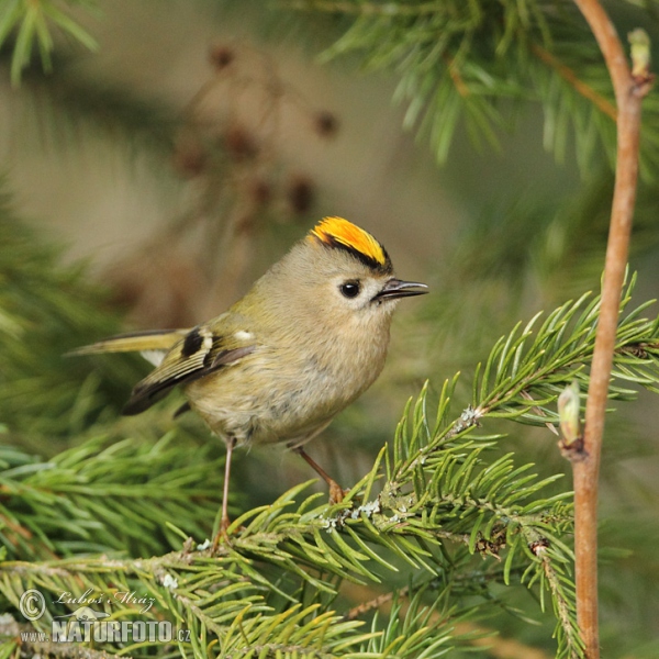 Goldcrest (Regulus regulus)