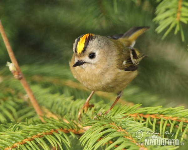 Goldcrest (Regulus regulus)