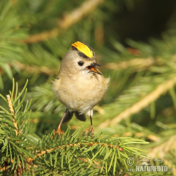 Goldcrest (Regulus regulus)