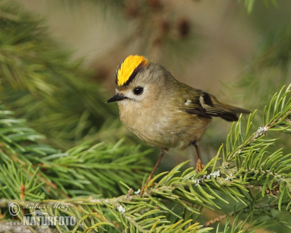 Goldcrest (Regulus regulus)