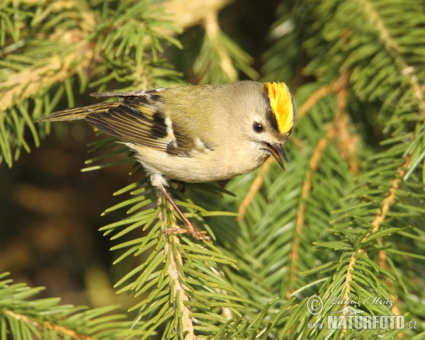 Goldcrest (Regulus regulus)