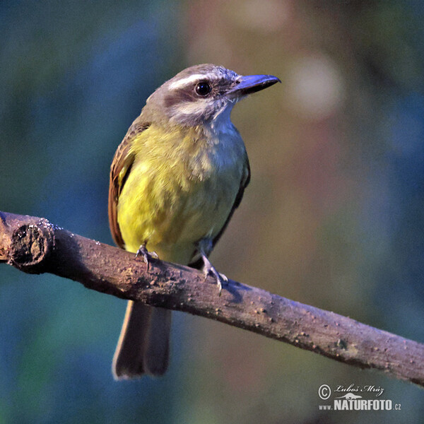 Golden-crowned Flycatcher (Myiodynastes chrysocephalus)