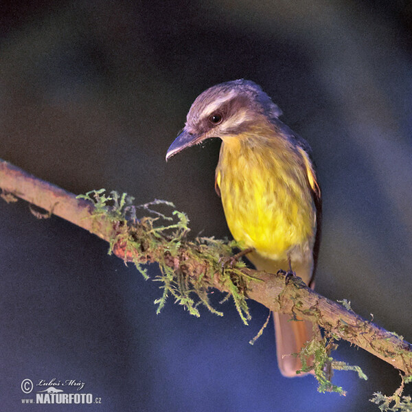 Golden-crowned Flycatcher (Myiodynastes chrysocephalus)