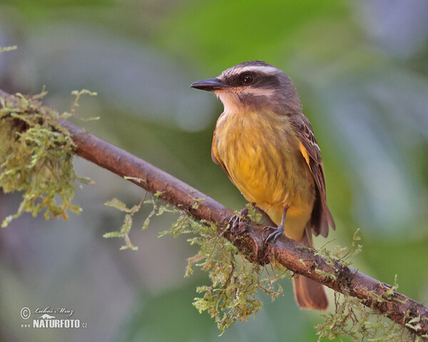 Golden-crowned Flycatcher (Myiodynastes chrysocephalus)