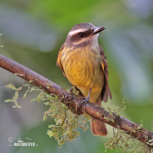 Golden-crowned Flycatcher (Myiodynastes chrysocephalus)