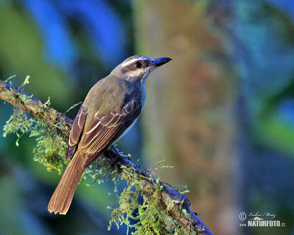 Golden-crowned Flycatcher (Myiodynastes chrysocephalus)