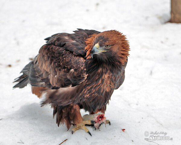 Golden Eagle (Aquila chrysaetos)