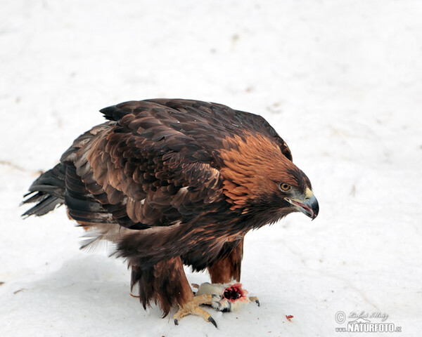 Golden Eagle (Aquila chrysaetos)