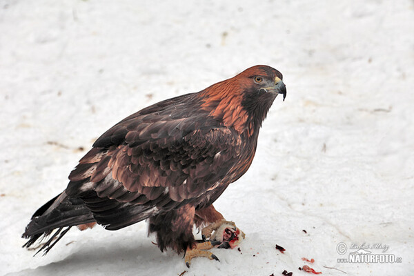 Golden Eagle (Aquila chrysaetos)