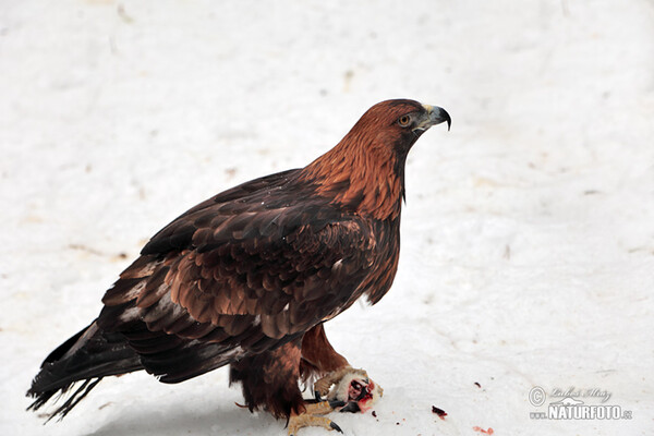 Golden Eagle (Aquila chrysaetos)