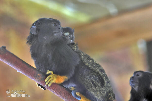 Golden-handed Tamarin (Saguinus midas)