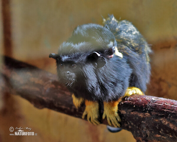 Golden-handed Tamarin (Saguinus midas)