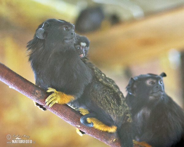 Golden-handed Tamarin (Saguinus midas)