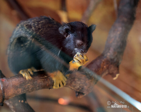 Golden-handed Tamarin (Saguinus midas)